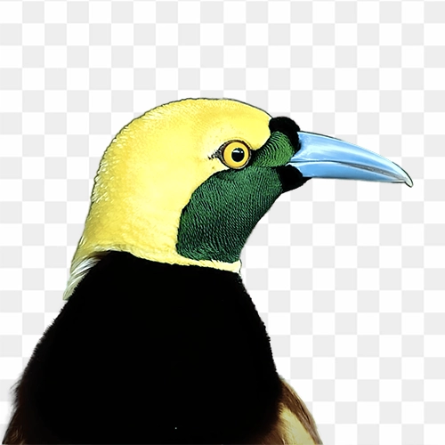 Raggiana bird-of-paradise free png image